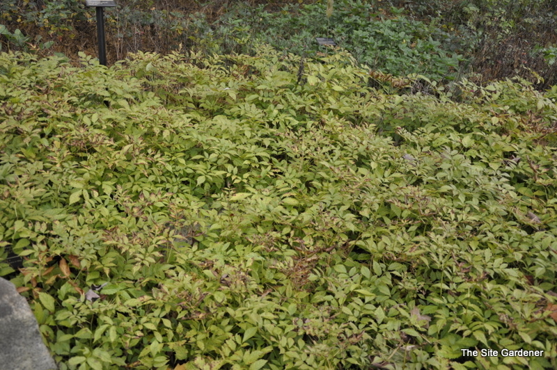 Astilbe 'Deutschland' — photo 1