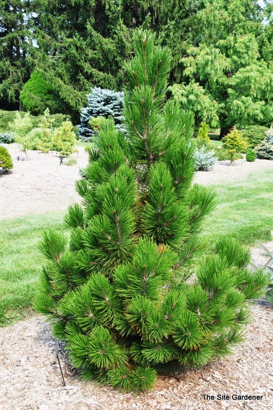 Pinus leucodermis Emerald Arrow — photo 1