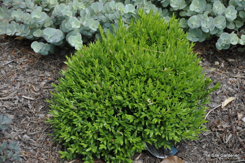 Buxus Sinica Var Insularis justin Brouwers — photo 1