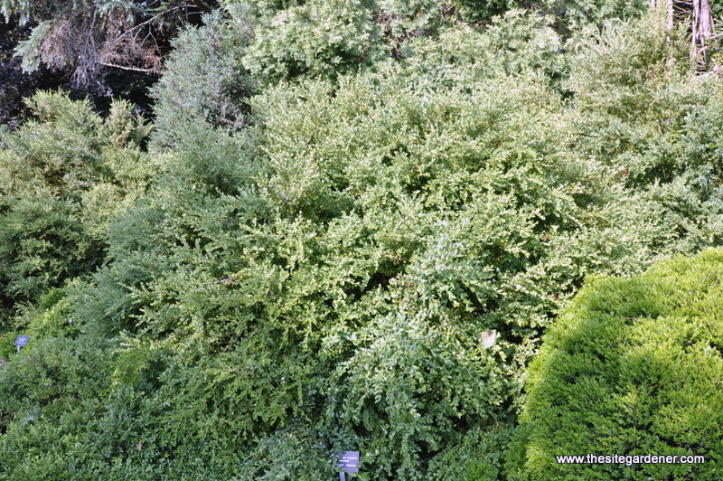 Buxus Sinica Var Insularis -pincushion — photo 1