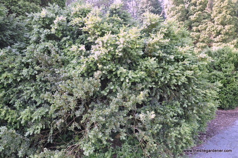 Buxus Sempervirens-northern Find — photo 1