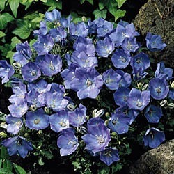 Campanula Carpatica 'Blue Clips' — photo 1