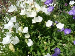 Campanula Carpatica 'White Clips' — photo 1