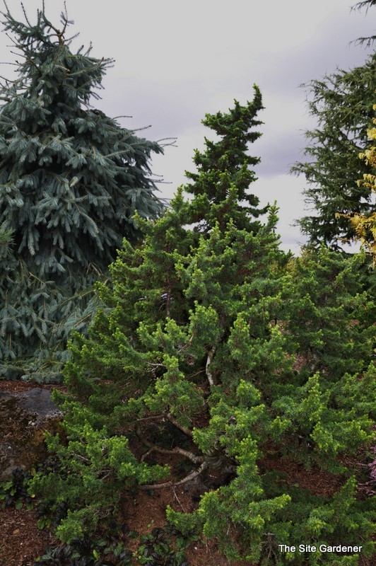 Cedrus Libani Green Knight — photo 1