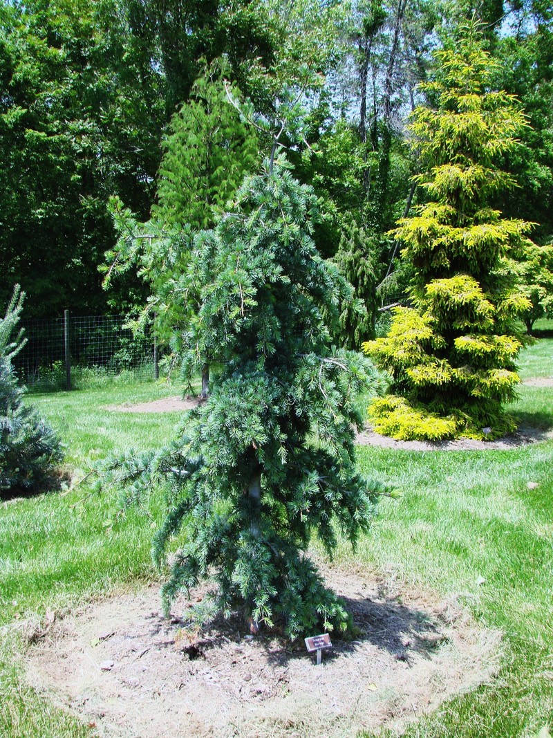 Cedrus Libini Blue Angel — photo 1
