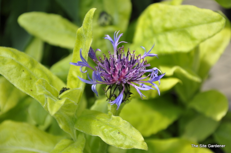 Centaurea Gold Bullion — photo 1