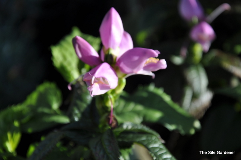 Chelone Lyonii 'Hot Lips' — photo 1