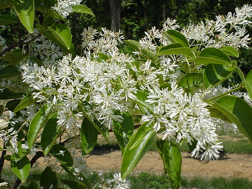 Chionanthus Retusus Ashford — photo 1