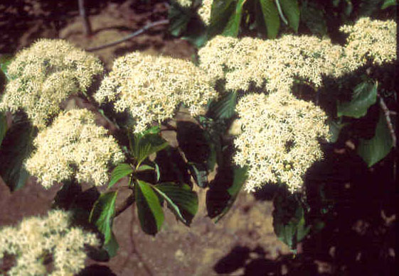 Cornus Alternifolia Chocolate Chip — photo 1