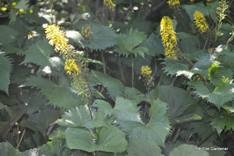 Cimicifuga Simplex 'Atropurpurea' — photo 1