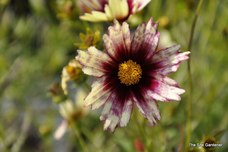 Coreopsis 'Red Shift' — photo 1