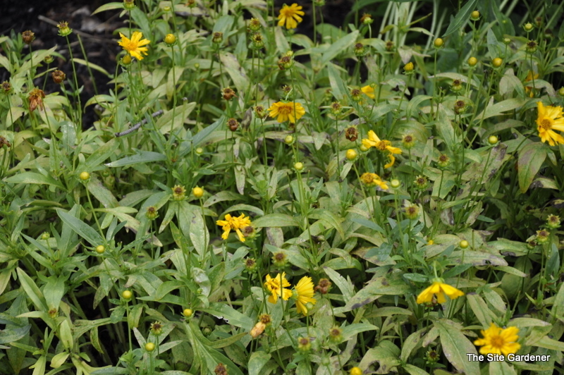 Coreopsis 'Jethro Tull' PPAF — photo 1