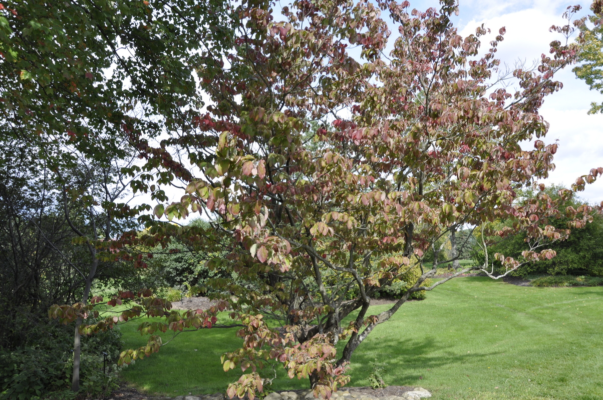 Cornus Florida — photo 1