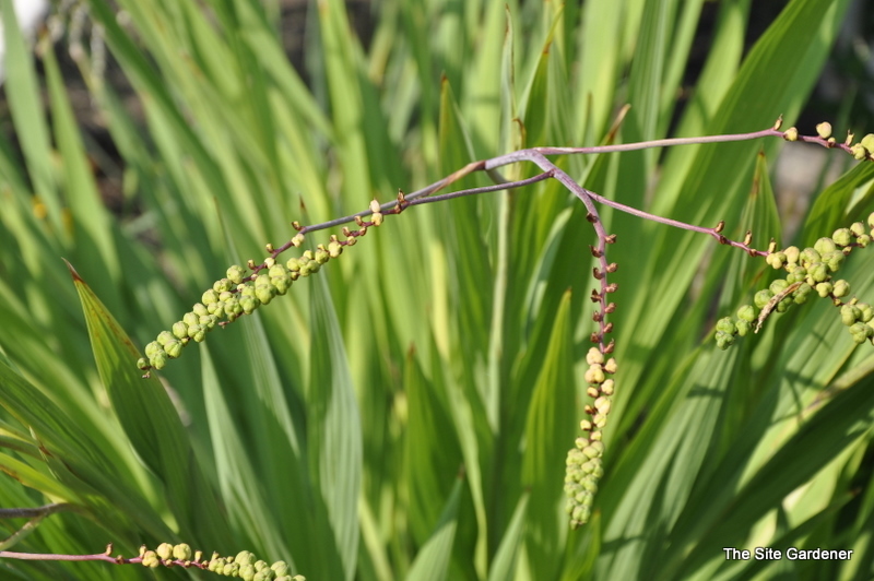 Crocosmia 'Lucifer' — photo 1