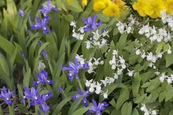 Epimedium Youngianum 'Niveum'