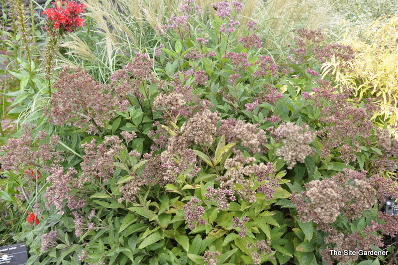 Eupatorium Dubium 'Baby Joe' — photo 1