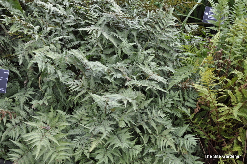 Fern, Athyrium N. 'Pictum' (Japanese Painted Fern) — photo 1