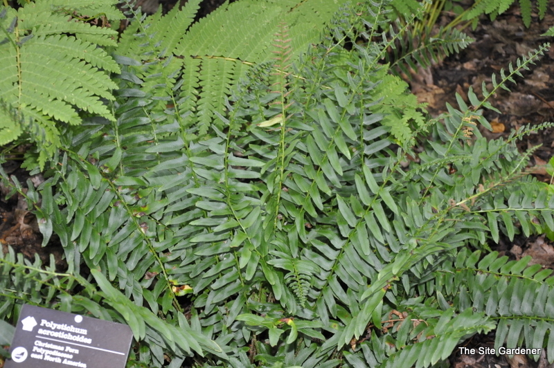 Fern, Polystichum Acrostichoides 'Christmas'