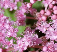 Filipendula 'Kahome' — photo 1