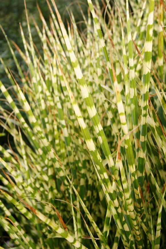 Miscanthus S. 'Gold Bar'