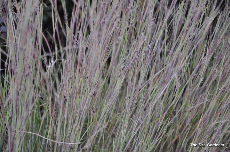 Grass, Schizacharium Scoparium 'The Blues'