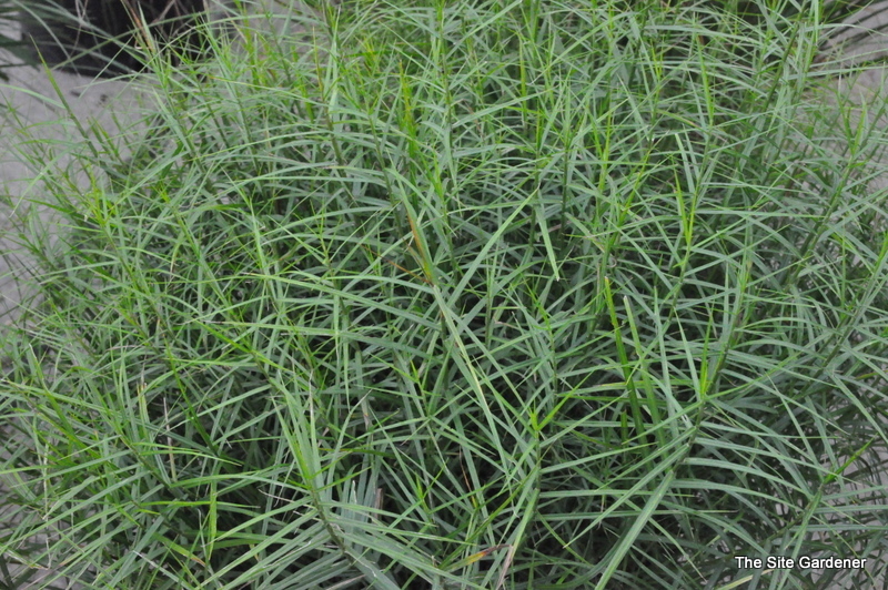 Carex Muskingumensis 'Little Midget' — photo 1