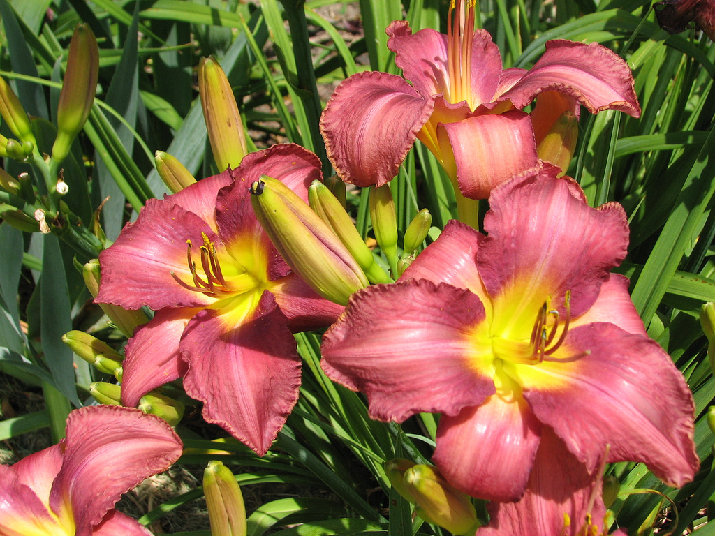 Hemerocallis 'Chicago Arnie's Choice' — photo 1