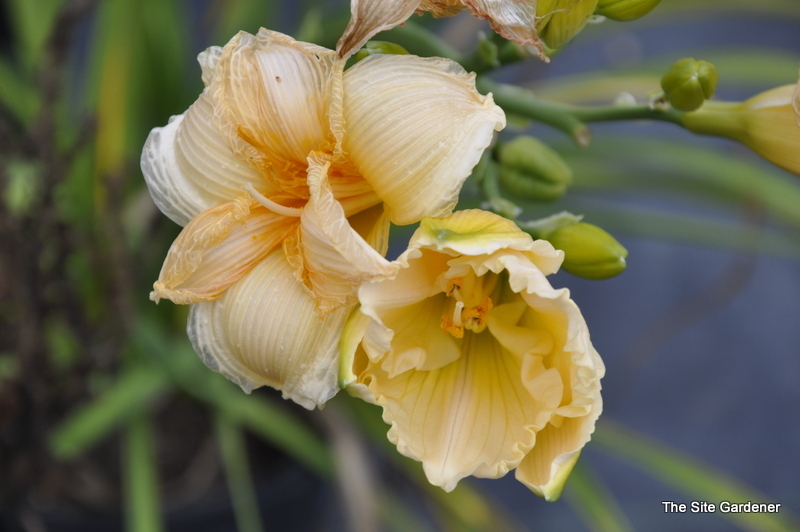 Hemerocallis 'Fairy Tale Pink' — photo 1