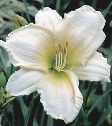 Hemerocallis 'Ice Carnival' — photo 1