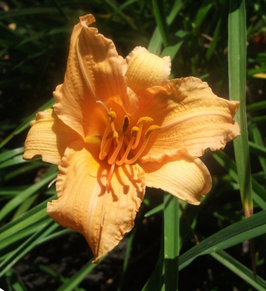 Hemerocallis 'Louise Manelis' — photo 1