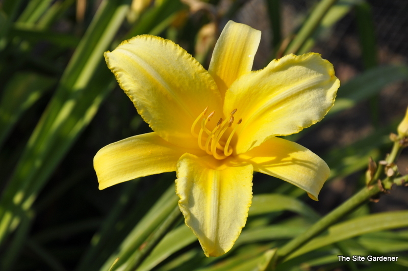 Hemerocallis 'Mary Todd' — photo 1