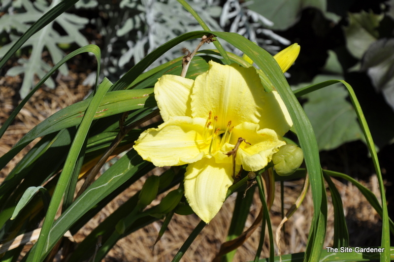Hemerocallis 'Stella Supreme' — photo 1