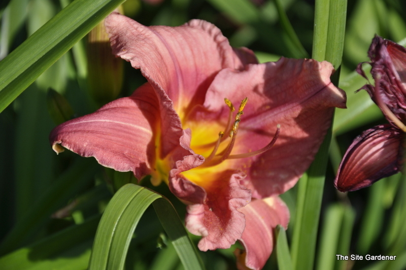 Hemerocallis 'Rosy Returns' — photo 1
