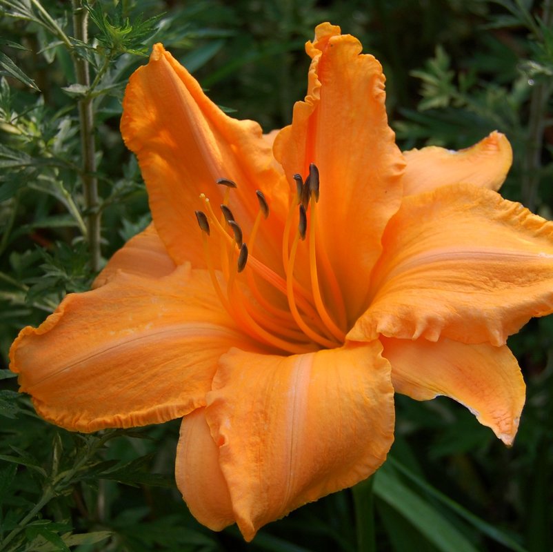 Hemerocallis 'Ruffled Apricot' — photo 1