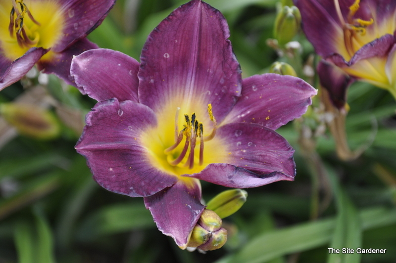 Hemerocallis 'Strutters Ball' — photo 1