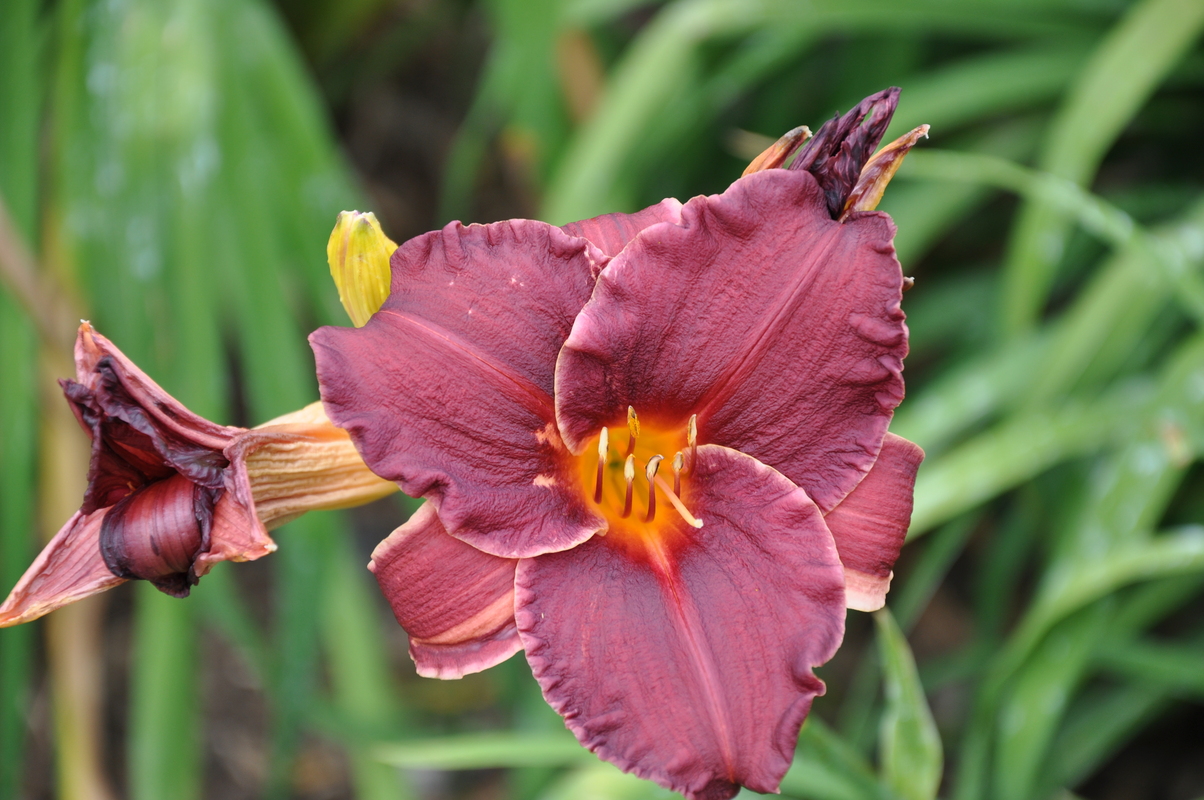 Hemerocallis 'Summer Wine' — photo 1