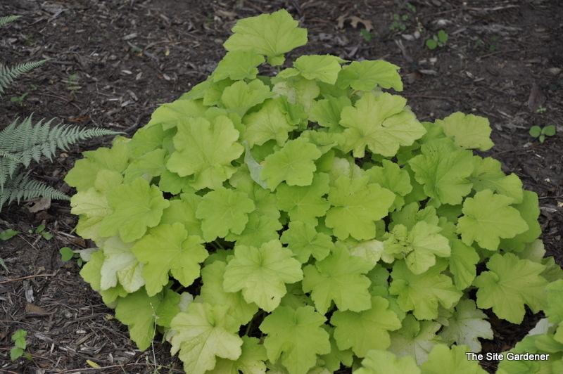 Heuchera Citrinella — photo 1