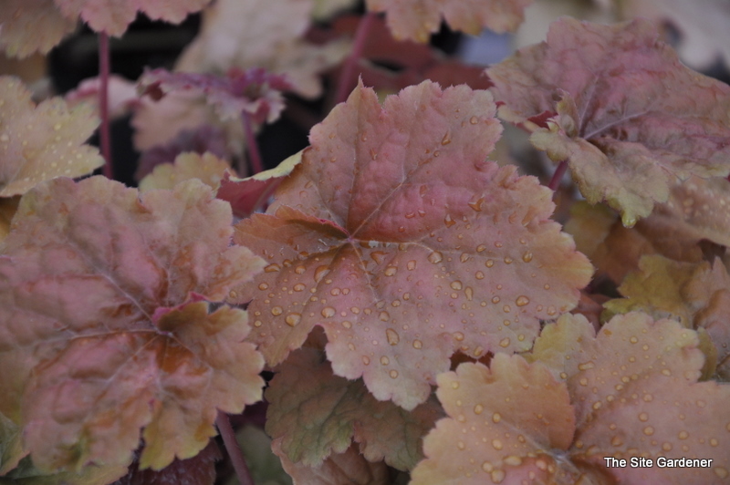 Heuchera Dolee Cream Burlee — photo 1