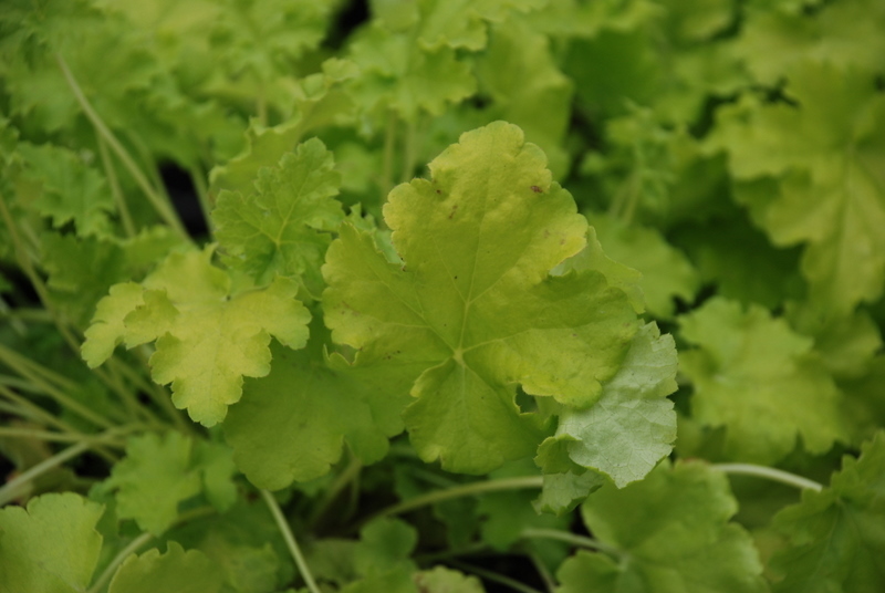 Heuchera 'Lime Rickey' — photo 1
