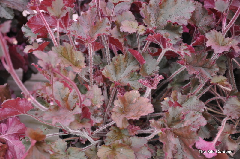 Heuchera Melting Fire — photo 1