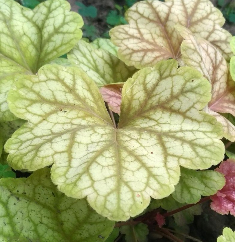 Heuchera Paris — photo 1