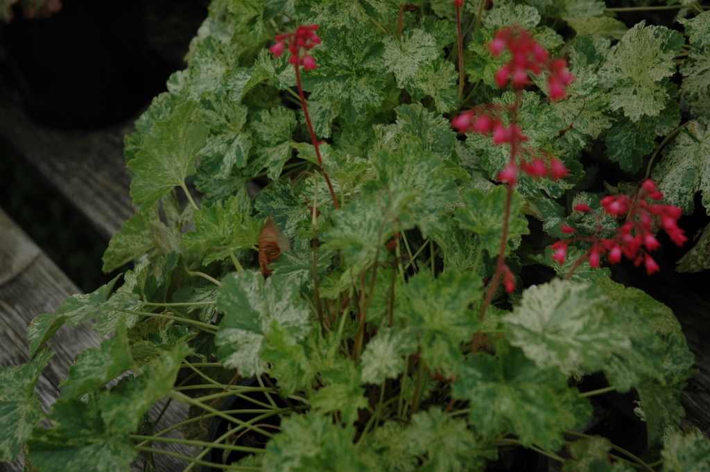 Heuchera Snow Angel — photo 1