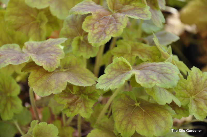 Heuchera Miracle