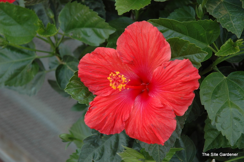 Hibiscus Moscheutes 'Disco Belle Red' — photo 1