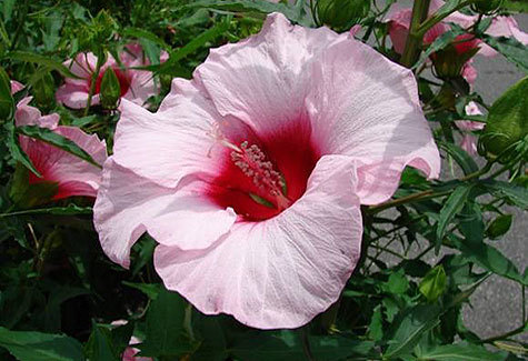Hibiscus Moscheutes 'Lady Baltimore' — photo 1