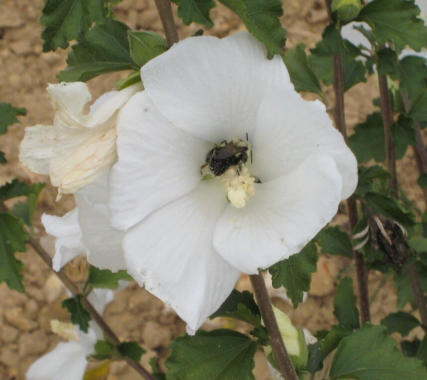 Hibiscus Moscheutes 'Blue River II' — photo 1