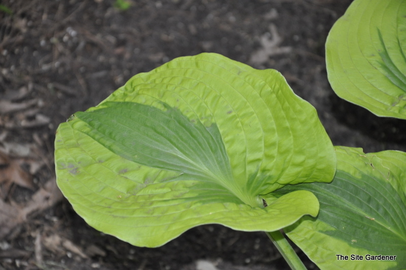 Hosta Delight Afternoon — photo 1