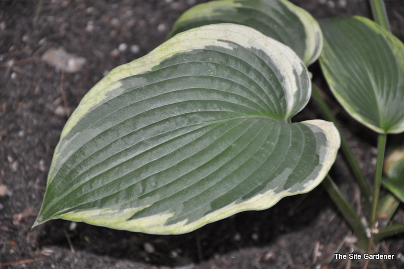 Hosta American Halo — photo 1