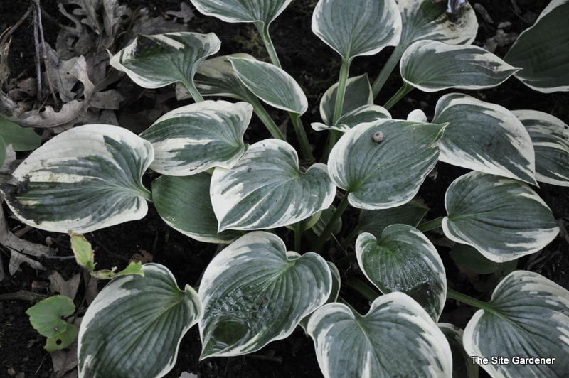 Hosta Aristocrat — photo 1