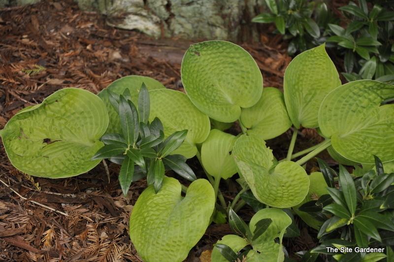 Hosta Aspen Gold — photo 1